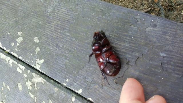 Маленький жук носорог. смотреть онлайн