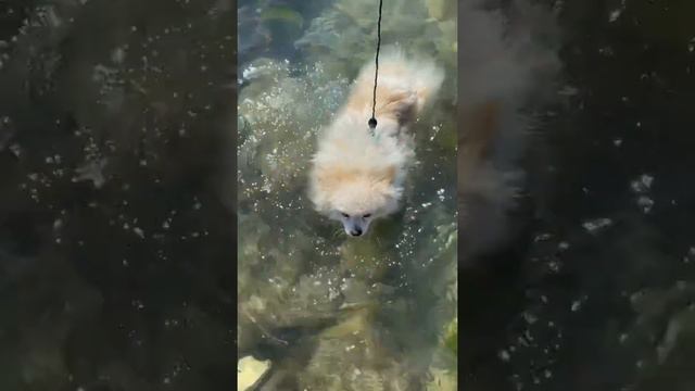 #шпиц Джонни купается на море #Новороссийск #море смотреть онлайн