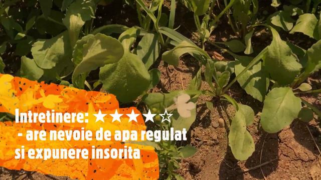 Experimentul celor 100 de plante - Lobelia смотреть онлайн