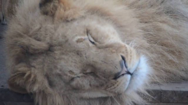 Львы Витя и Филя живут очень дружно ! смотреть онлайн