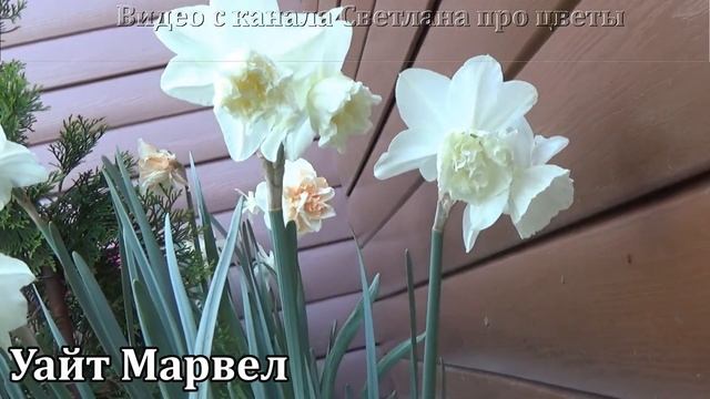 Новые сорта нарциссов в моей коллекции Видеообзор с названиями сортов смотреть онлайн