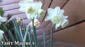 Новые сорта нарциссов   в моей коллекции Видеообзор с названиями сортов