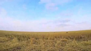 Охота на гуся в Казахстане 2023