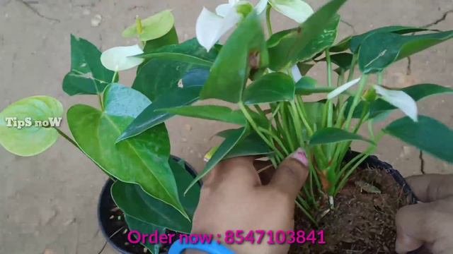 😱😱💥 Anthurium പുതിയ കളറുകൾ ഒരുമിച്ച് സ്വന്തമാക്കാം | TipS NoW.