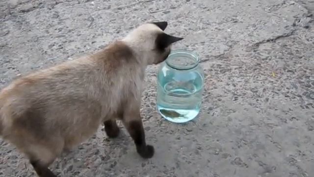 Кошка и рыбка смотреть онлайн
