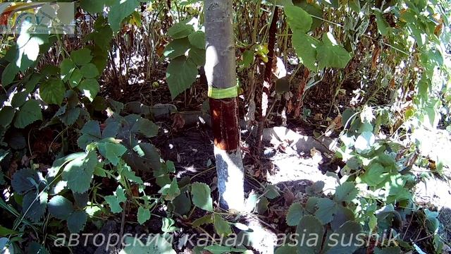Защита плодовых деревьев.Борьба с садовыми муравьями.Муравьи на деревьях как избавиться.Просто! смотреть онлайн