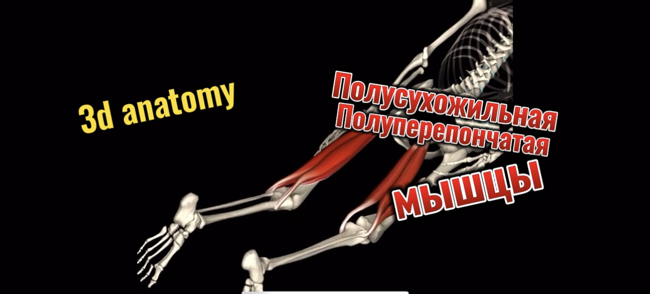 3d anatomy. Полусухожильная и полуперепончатая мышцы. смотреть онлайн