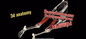 3d anatomy. Полусухожильная и полуперепончатая мышцы.