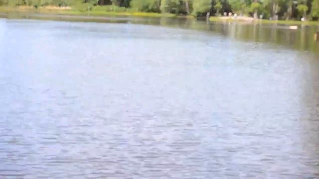 Рыбалка на Калиновке. Донка. Карп. Fishing on Kalinovka. Carp. смотреть онлайн
