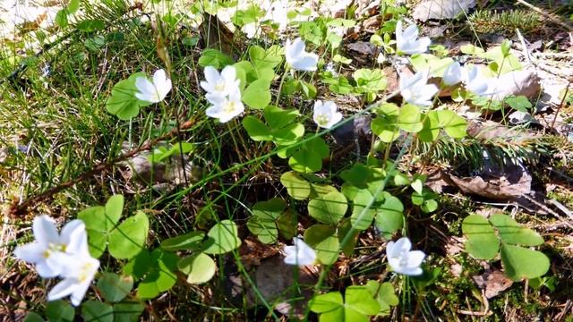 Цветение первоцветов (заячья капуста).Карельский перешеек 17 мая 2014 года. смотреть онлайн