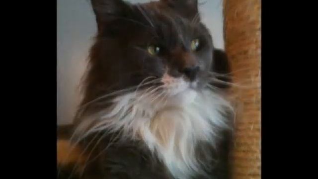 of Vanilla-Field's Maine Coons - Shadow смотреть онлайн