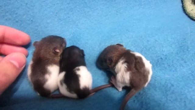 Крысы | Крысята превращаются в крыс. Открытие глаз. ^_^