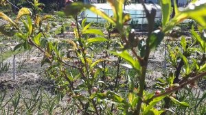 Персик. Борьба с курчавостью персика. Какие препараты применять в баковой смеси.