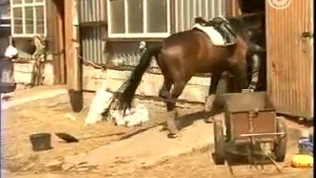 Рассказывает о примудростях общения с лошадью смотреть онлайн