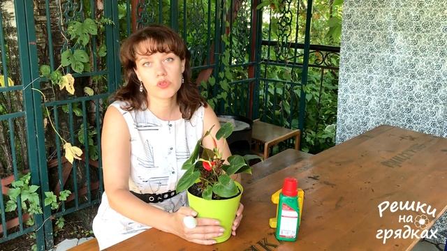 КАК и ЧЕМ удобрять антуриум смотреть онлайн