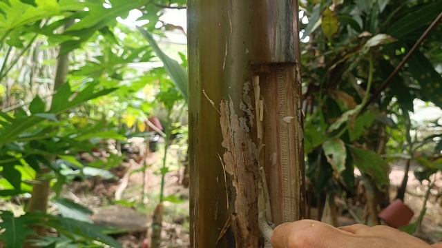 как вырастить банан смотреть онлайн