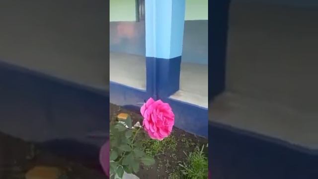 Pink Color Rose/গোলাপী রঙের গোলাপ смотреть онлайн