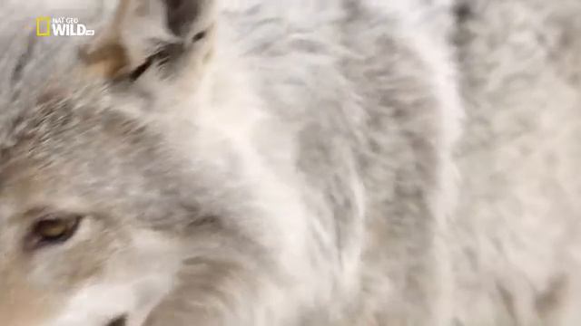 Год диких животных Сибирь смотреть онлайн