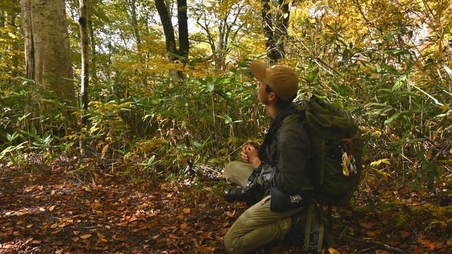 【自然写真】金色の森・ブナ原生林の紅葉撮影 смотреть онлайн