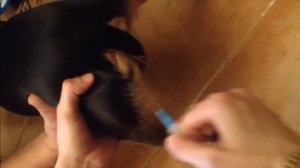 Внутримышечная инъекция собаке