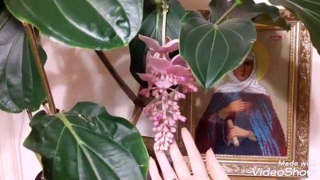 МЕДИНИЛЛА. ВТОРОЕ ДОМАШНЕЕ ЦВЕТЕНИЕ. АПРЕЛЬ 2019г. #МЕДИНИЛЛА смотреть онлайн