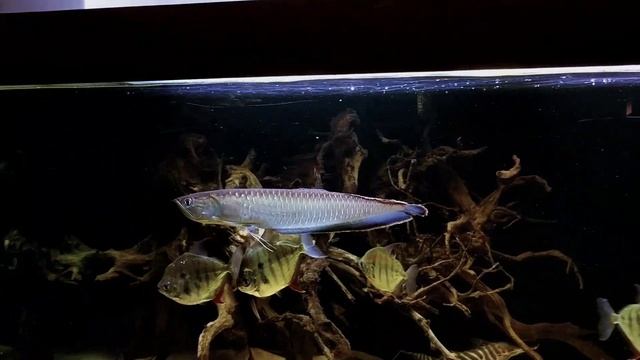 Black arowana, striped silver dollar, stingray, Bala sharks, tigrinum catfish (update) смотреть онлайн