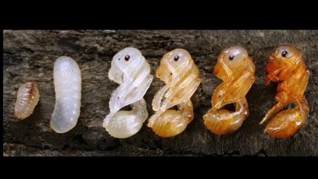 этапы развития муравьёв жнецов messor structure с нуля от маленького яйца до взрослого муравья смотреть онлайн