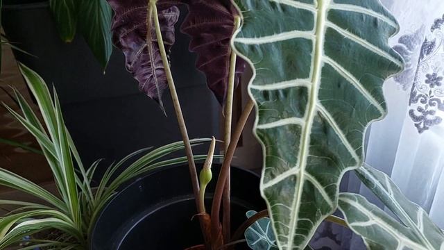 Зацвела Алоказия Полли.Alocasia Polly.Жизнь во Франции.Интересное цветение.