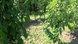 Высокие вкусовые качества и длительная сохранность плодов Слива Хироми Ред   Рекомендуем!!!