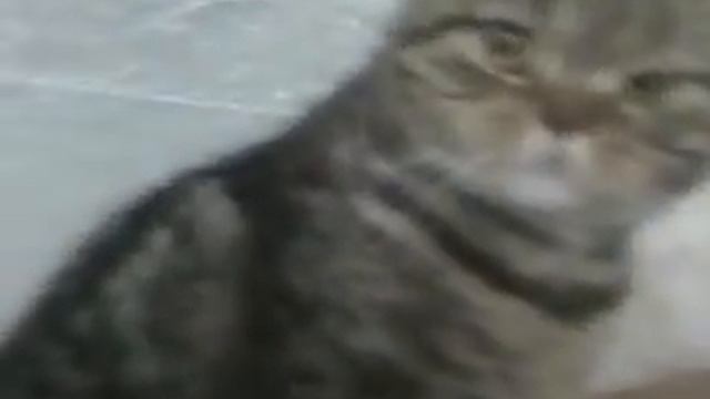 Кошка позвала маму. смотреть онлайн