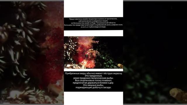 Скорпеновые – семейство морских лучепёрых рыб из отряда скорпенообразных. смотреть онлайн