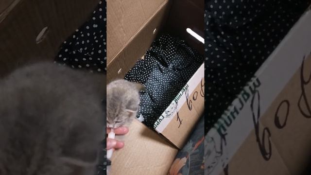 как кормить котенка со шприца