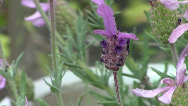 Spanish Lavender (Lavandula Stoechas) at the end of June смотреть онлайн