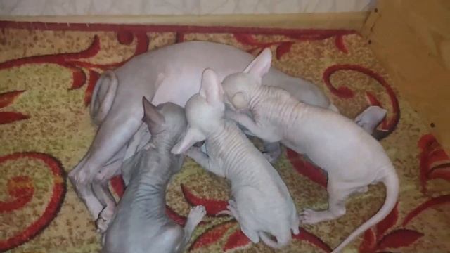 Котятам 1 месяц и 1 неделя смотреть онлайн
