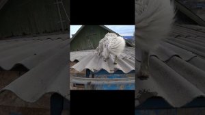 Орск , спасение животных #орск #дамба #спасение_котёнка