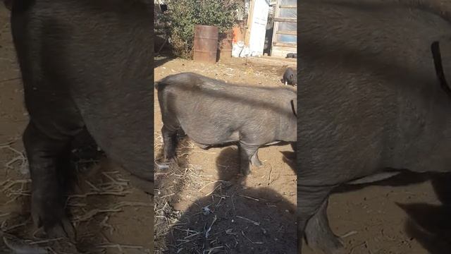 Мои поросята смотреть онлайн