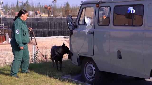 РЭМ - БОльшой /Как живется на службе у газодобытчиков немецкой овчарке по кличке Рэм?