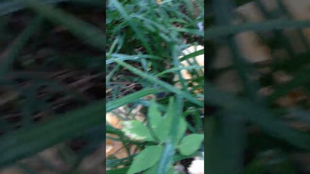 Валуй смотреть онлайн