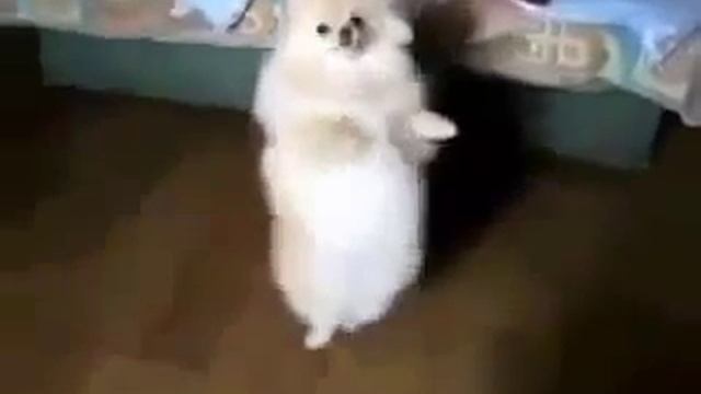Зажигательный танец шпица! Потешные животные смотреть онлайн