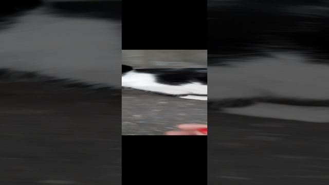 кошечка возле магазина