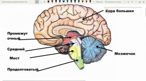 Строение головного мозга человека анатомия ЕГЭ отделы мозга функции