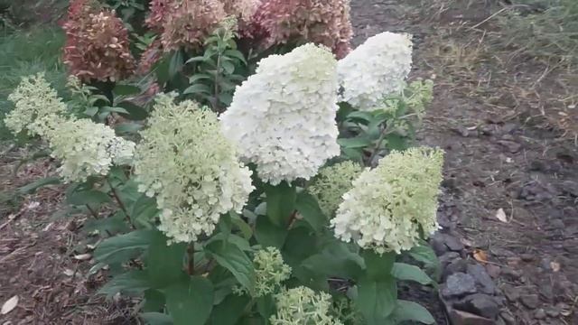 2018 Карликовая метельчатая гортензия "Bobo" смотреть онлайн