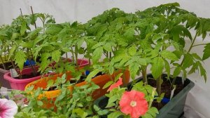 Пересадка петуний в горшки на ПМЖ.