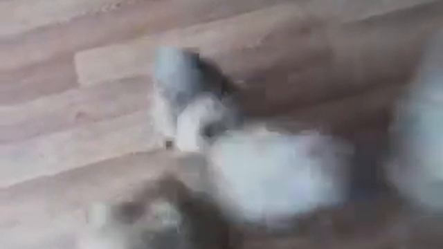 Попрошайка смотреть онлайн