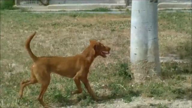 Nelo 2 смотреть онлайн