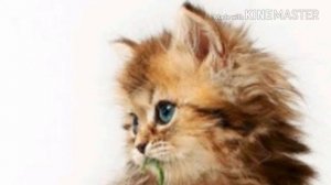 Милый фон с котята ми