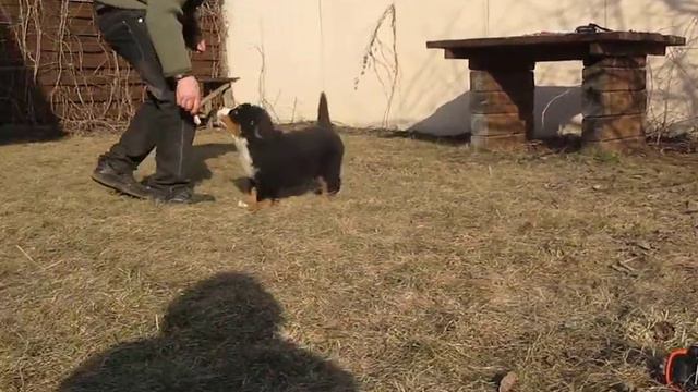 Бернский зенненхунд. Ирман Из Большого Дома (серый), 9 недель. смотреть онлайн