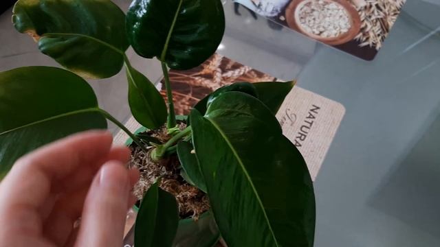 АНТУРИУМ. Болезни антуриума Шерцера и их лечение на канале 