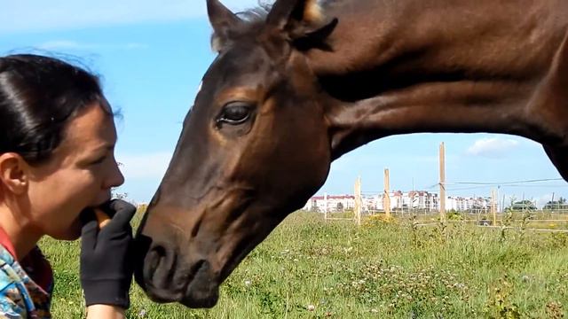 Милый жеребенок Динка ест морковку. смотреть онлайн