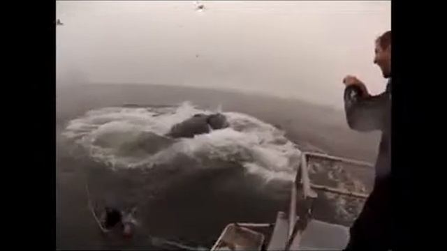 Ныряльщика чуть не сожрал кит смотреть онлайн